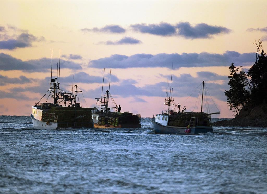 Fishing boats loaded with lobster traps head from Eastern Passage, N.S., on Tuesday, Nov. 27, 2012.