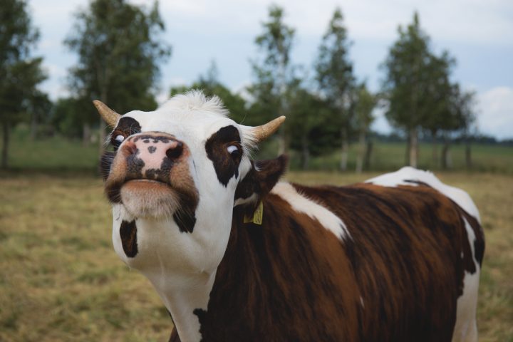 A farmer has been fined over the smell generated by his cows.