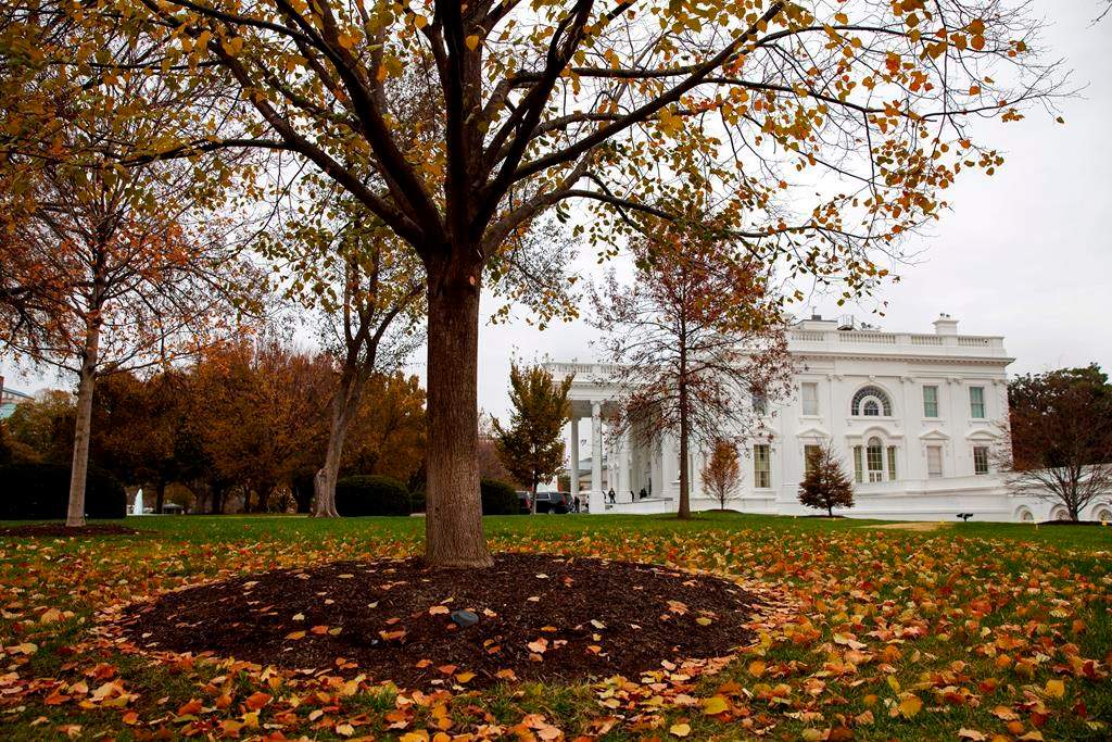 Fall foliage covers the North Lawn of the White House, Wednesday, Nov. 20, 2019, in Washington.
