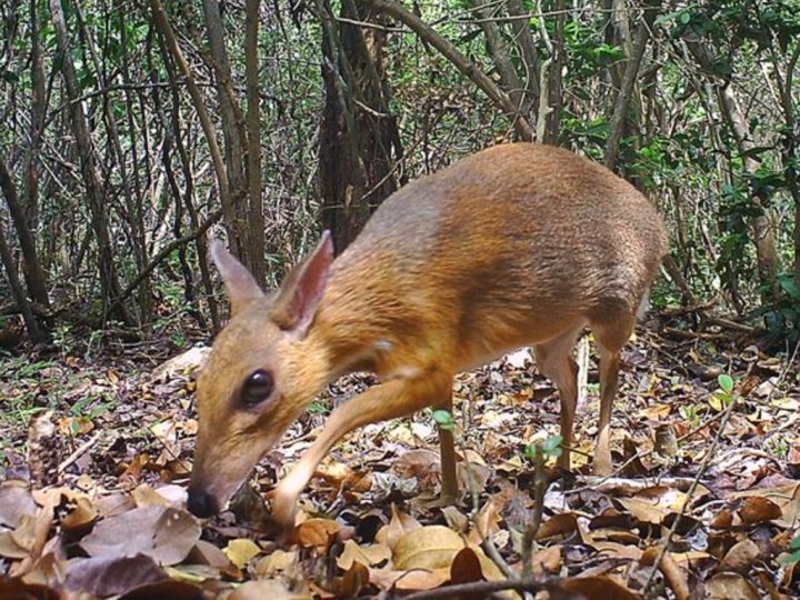 Fanged mousedeer spotted after being thought nonexistent for 30 years