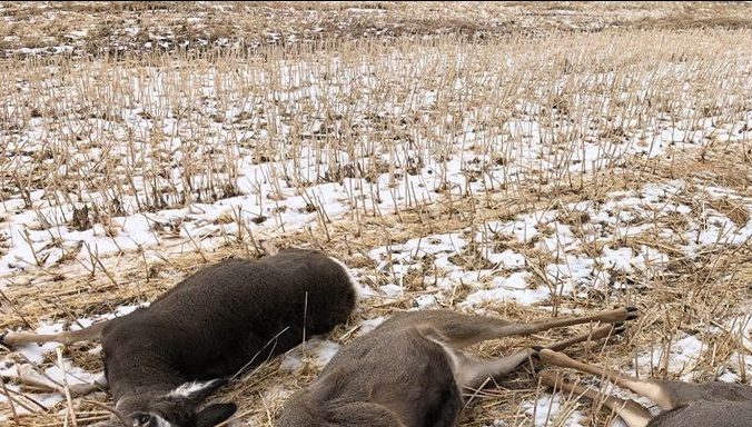 Alberta Fish and Wildlife are looking for information after three deer were killed by a poacher.