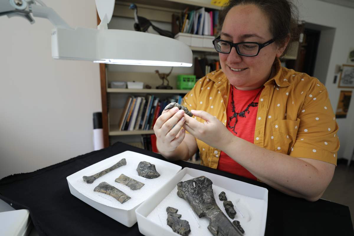 Dr. Victoria Arbour looks over items from the paleontology collection at the Royal BC Museum in this undated handout photo. A geologist’s discovery of a mysterious claw in rocks along a rail line in British Columbia’s northern wilderness almost 50 years ago has led to the recognition of the first dinosaur species unique to the province.