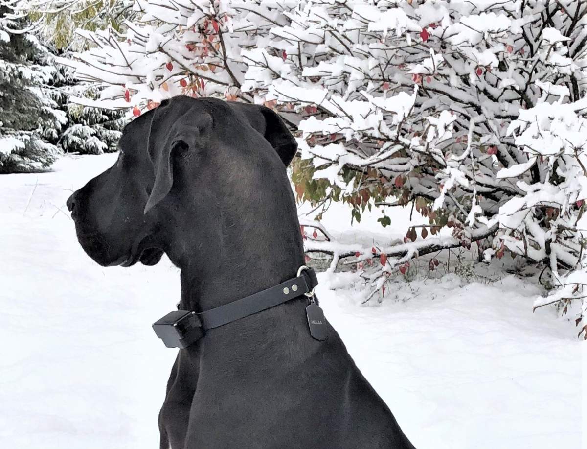 Northumberland OPP are investigating the suspicious death of this Great Dane in Brighton.