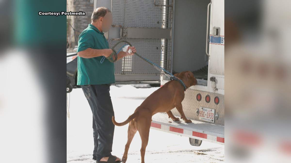 A man is seen loading a dog into an Animal Services truck after it reportedly attacked three people in Calgary.