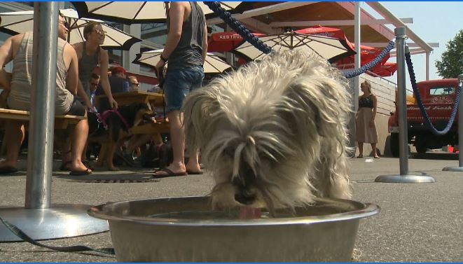 are dogs allowed in restaurants in nova scotia