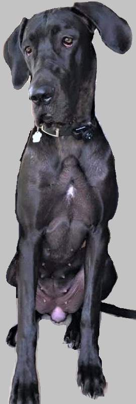 Northumberland OPP investigating ‘suspicious’ death of family’s Great Dane - image