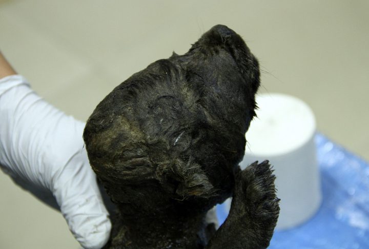 A scientist holds an 18,000-year-old puppy recovered from the Siberian permafrost.