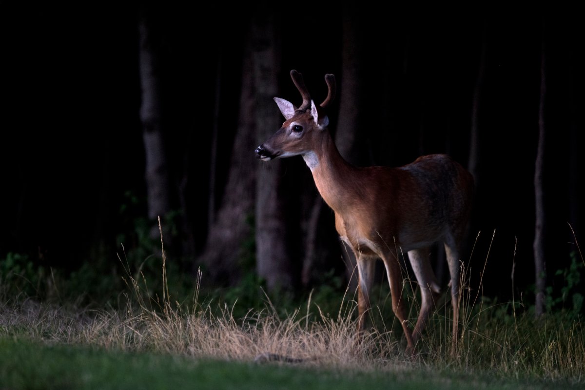 A deer is lit by a car's headlights as it stands on the side of a road.