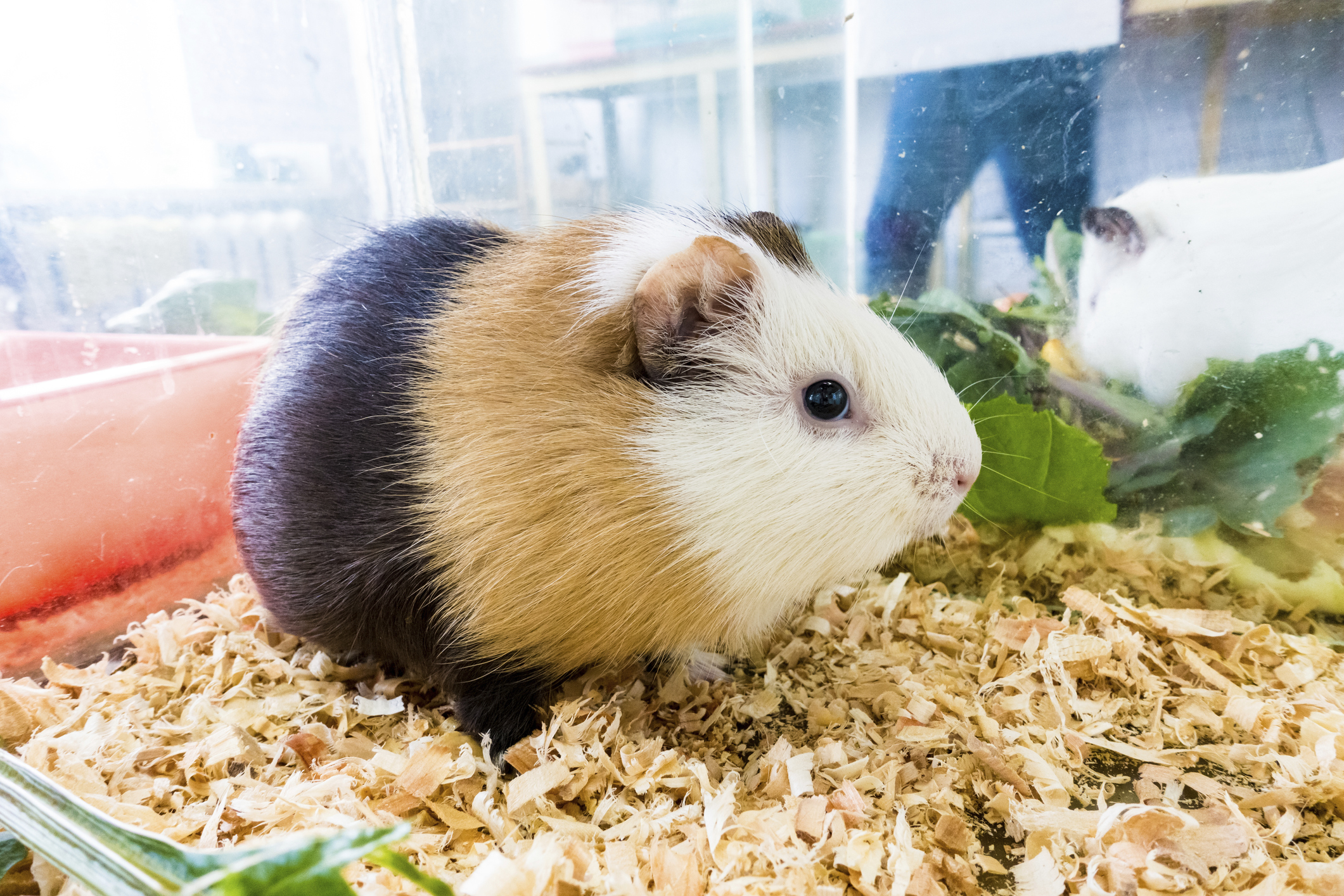 Pet store owner claims alleged guinea pig thieves threw one at him -  National 