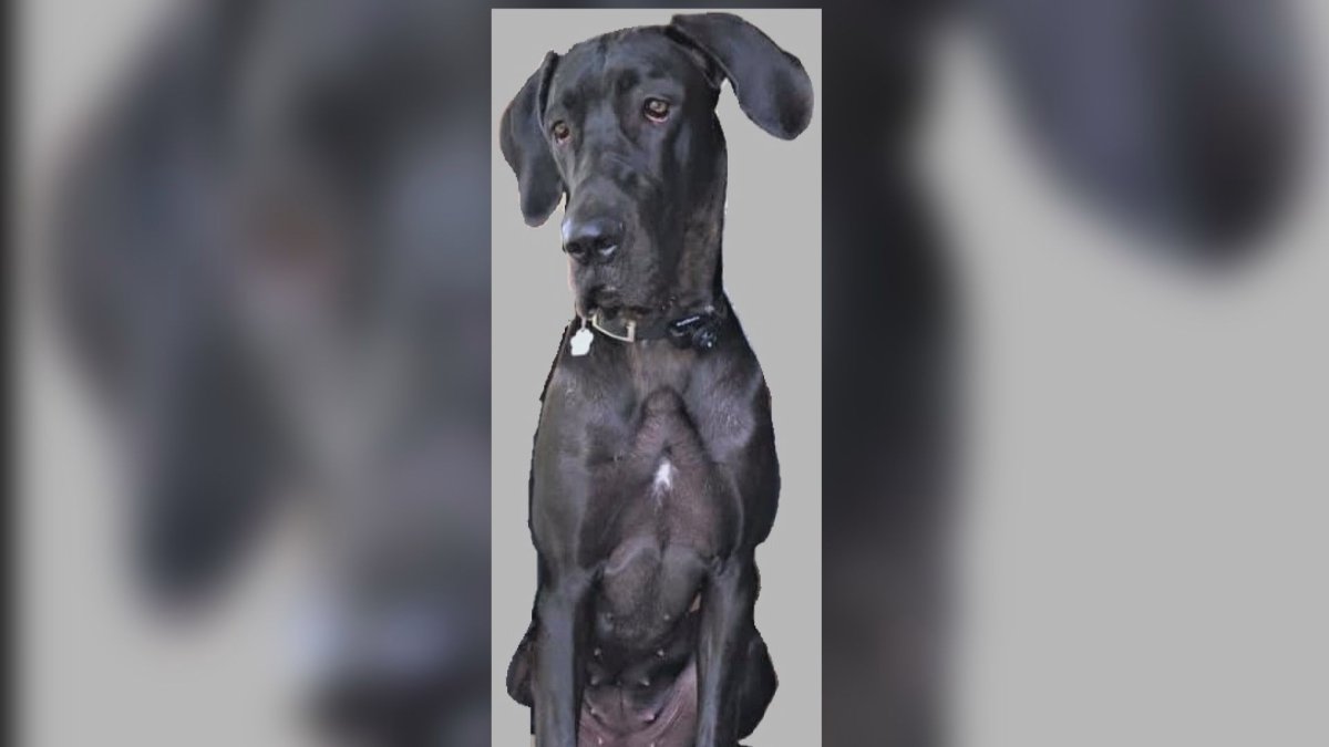 Northumberland OPP are investigating the "suspicious" death of this Great Dane in Brighton on Wednesday.
