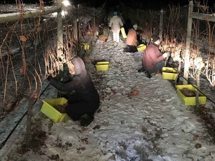 Pickers collecting frozen grapes in darkness during the Okanagan’s ice wine harvest in 2015.