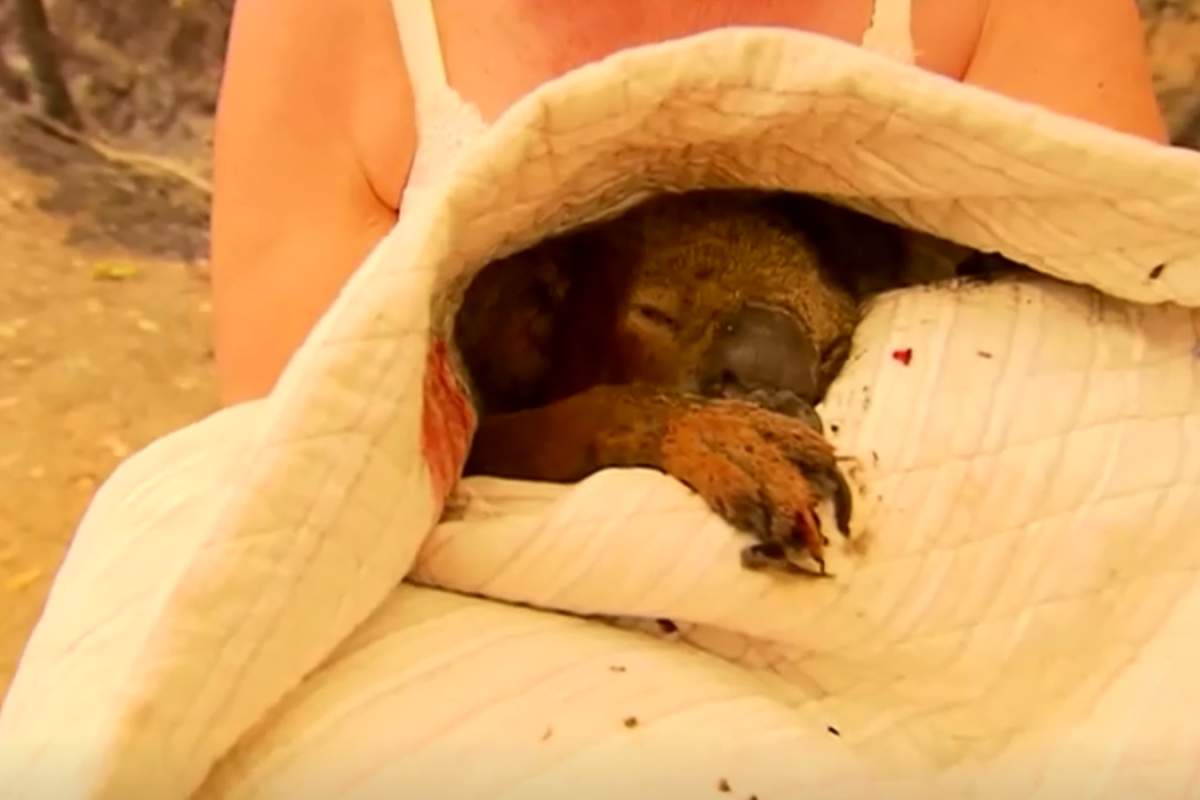 Toni Doherty holds a koala she saved from a bushfire in Australia. She named the animal Lewis.