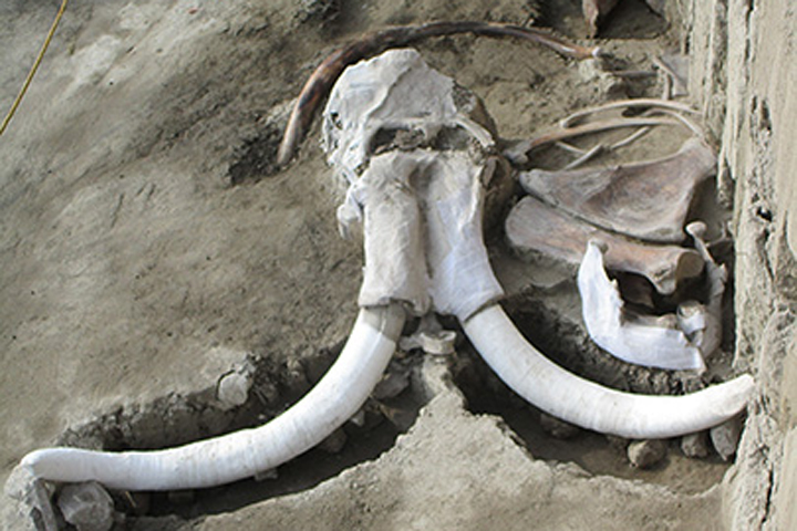 Human-made ‘mammoth traps’ found at 15,000-year-old site in Mexico ...