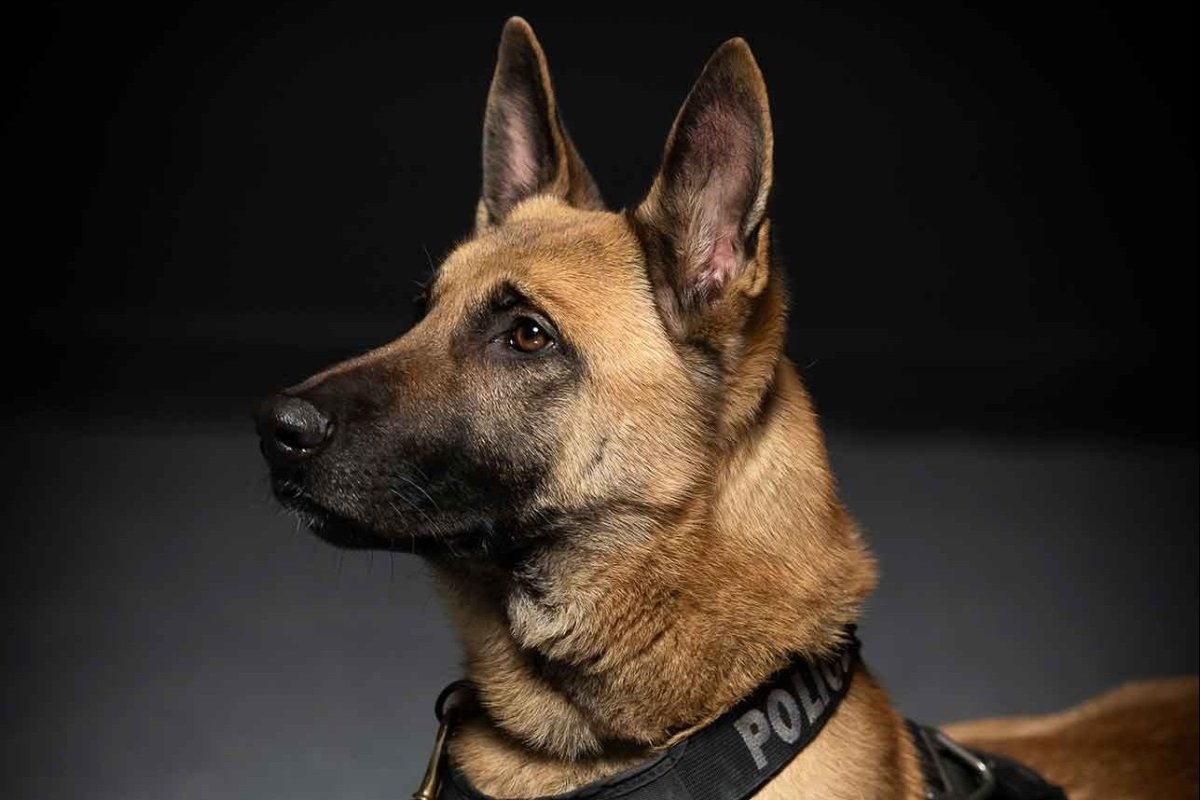 A photo of a police dog.