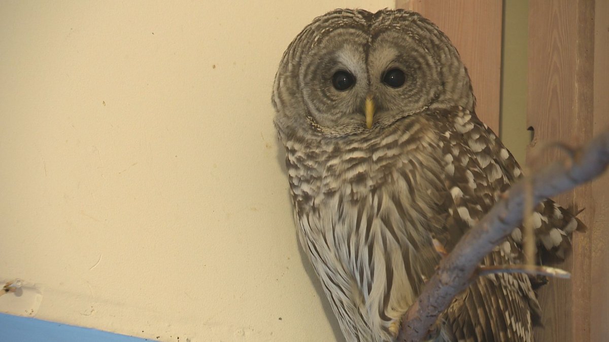 An owl being cared for at the Alberta Society for Injured Birds of Prey.