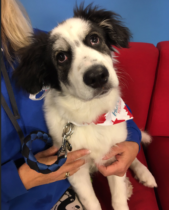 Panda joined Global News Morning for the latest edition of Adopt A Pal.