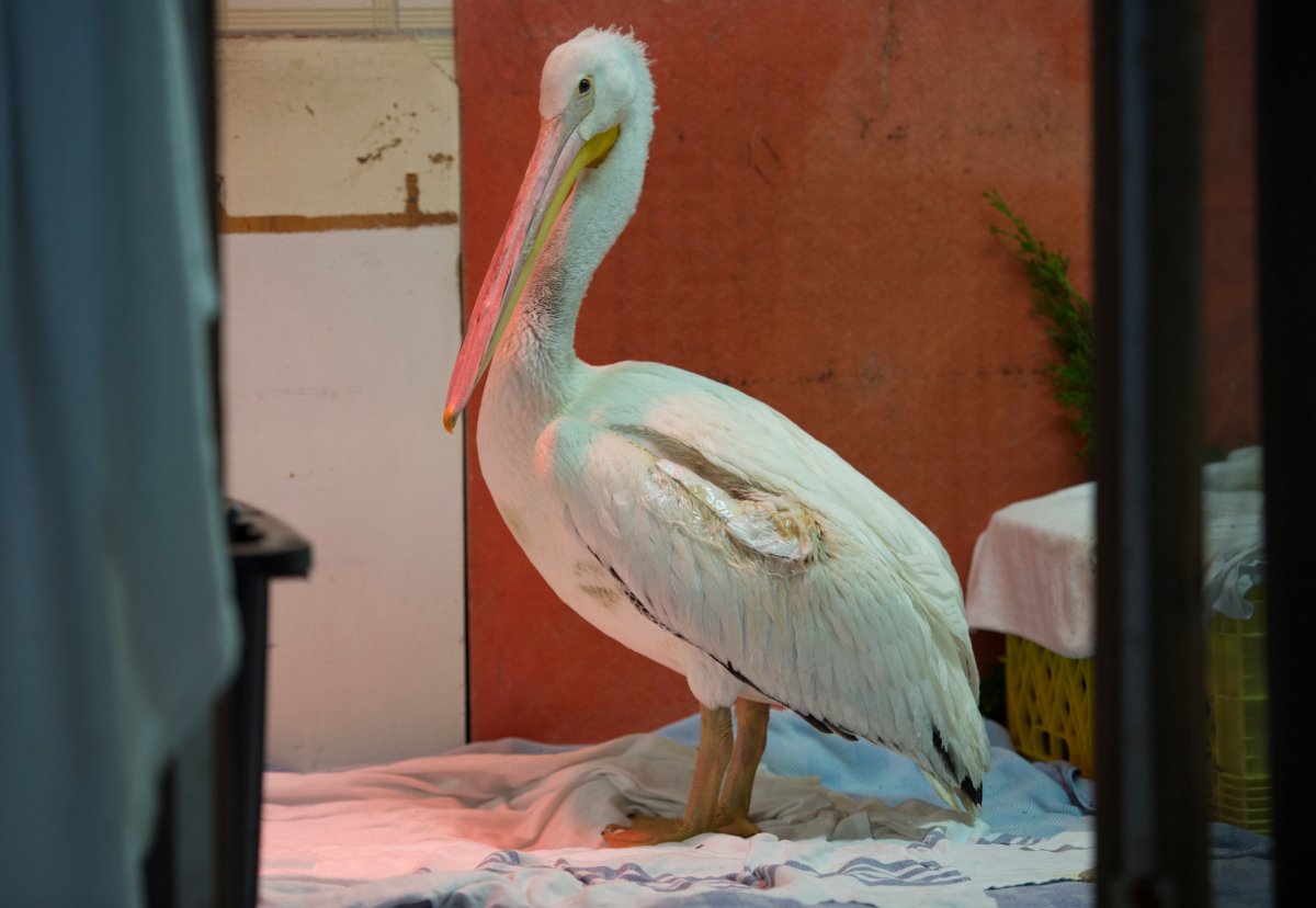 A endangered American white pelican is pictured at wildlife rescue in Burnaby, Friday, November, 1, 2019. The pelican faces a long recovery after being injured by some fishing line discarded in a British Columbia lake. 