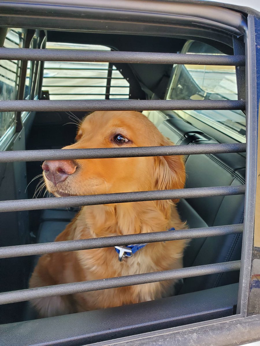 This dog was just along for the ride, when his owner was pulled over for impaired driving.