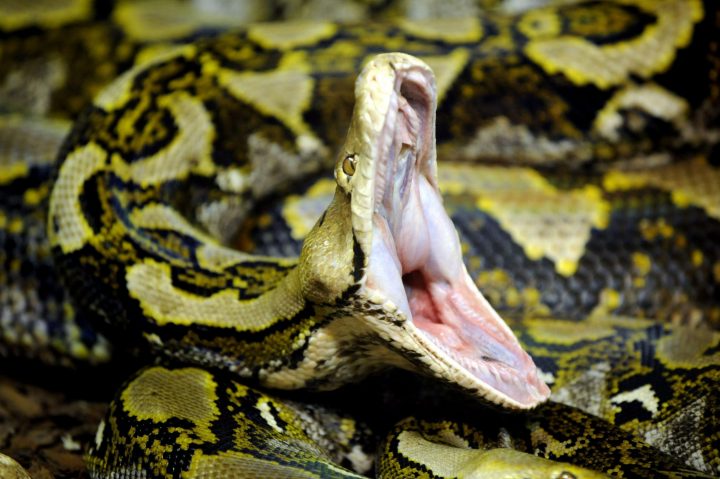 A reticulated python is shown in this file photo.