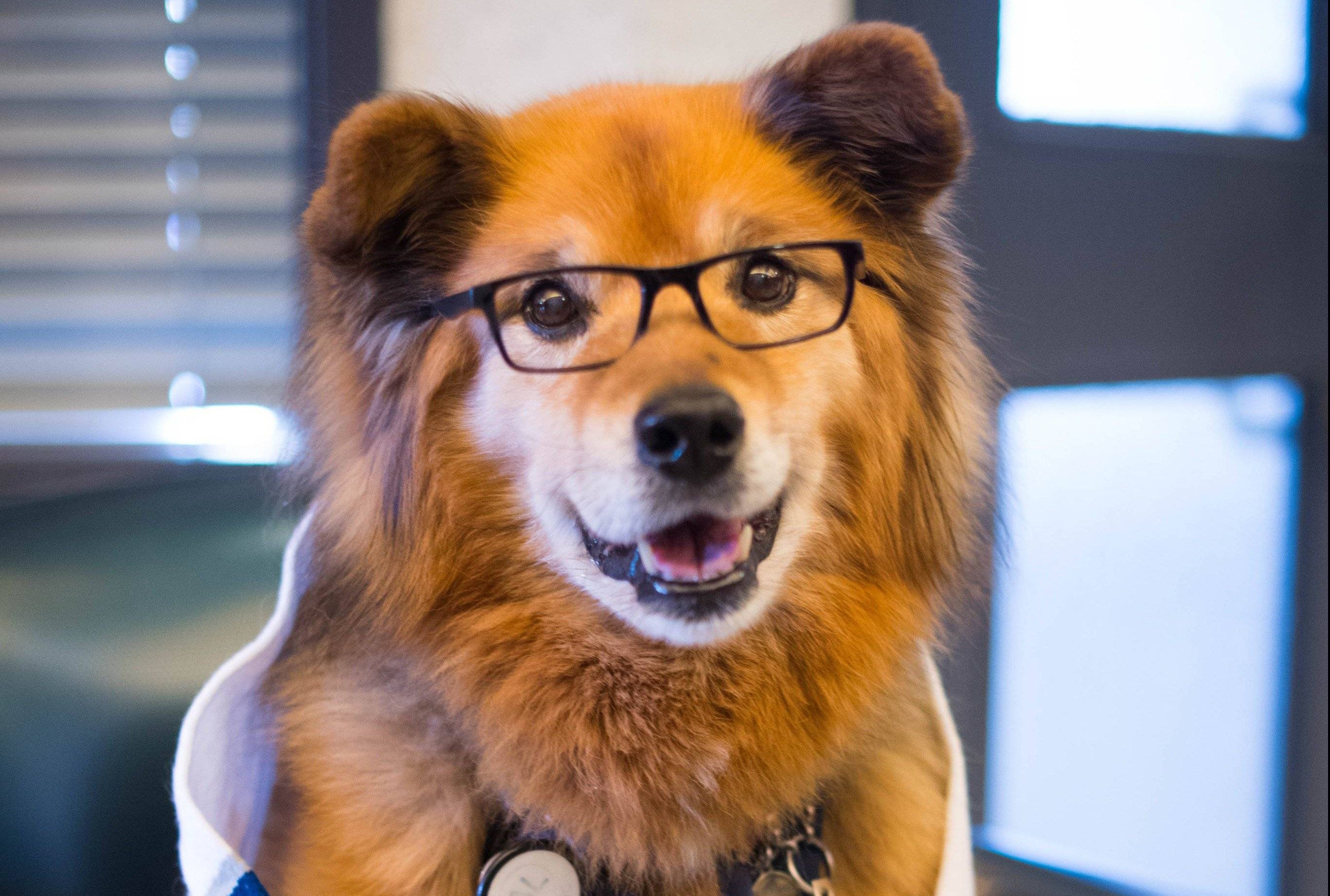 Hospital mourns death of beloved therapy dog