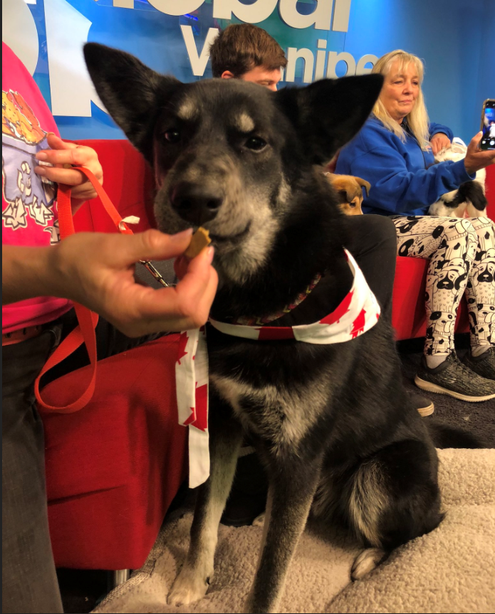 Shadow joins Global News Morning hungry for both a snack and a new home.