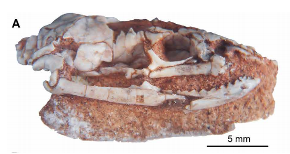 A skull that was discovered in Argentina is providing scientists with clues to snake evolution.