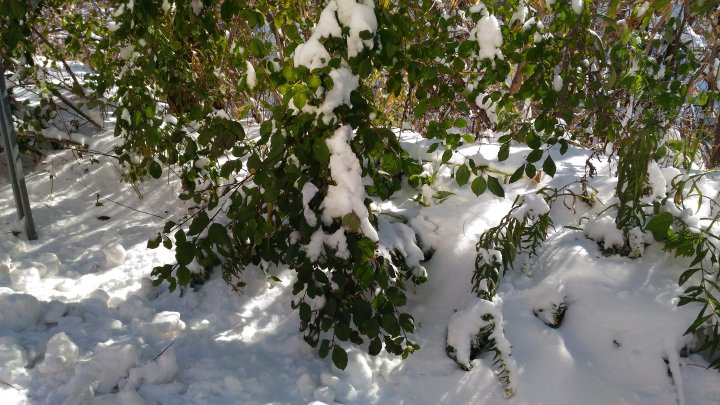 Historic Hamilton snowfall Nov. 11 half the monthly record: Environment ...