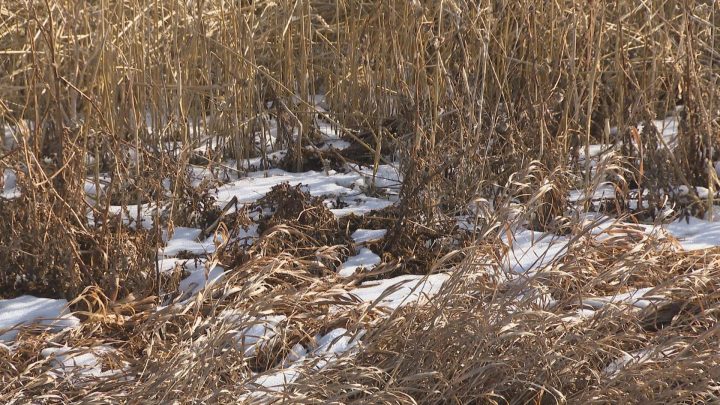 Snow covers unharvested crops in an Alberta farmer’s field.