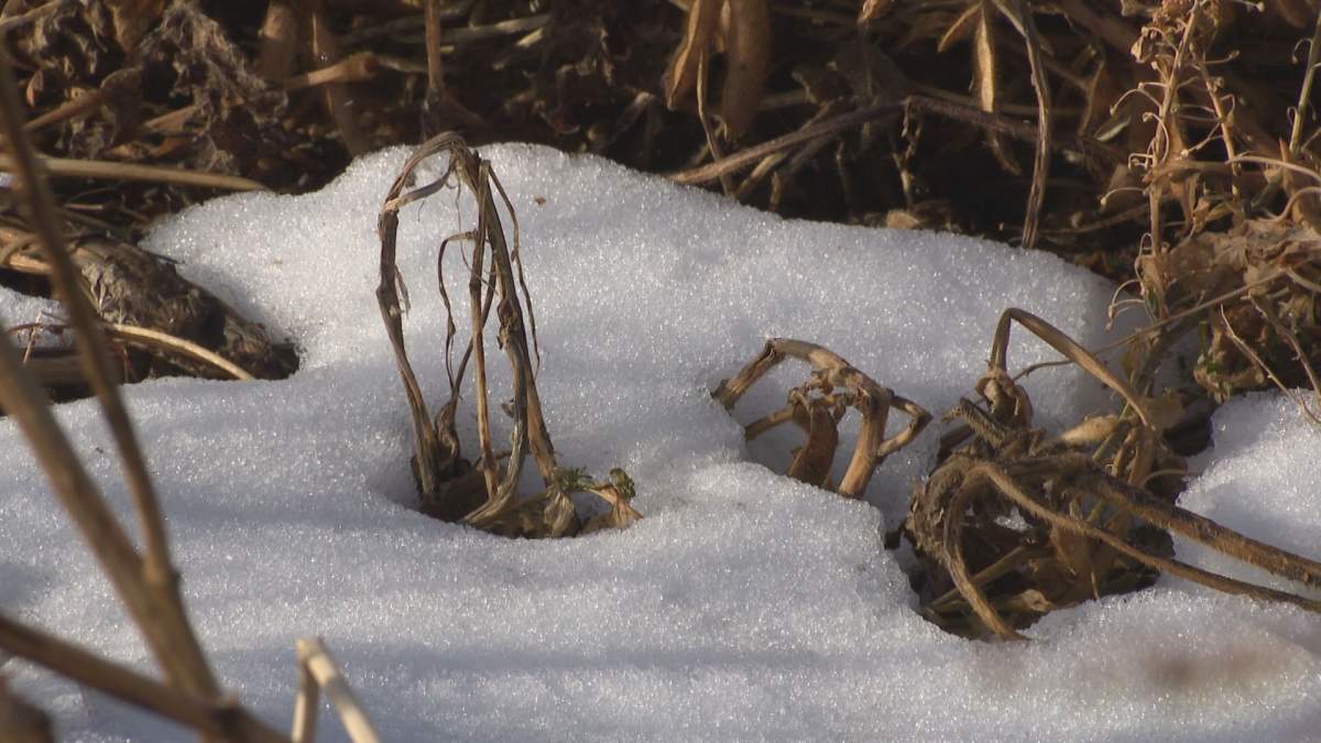 Snow covers crops in an Alberta farmer’s field.