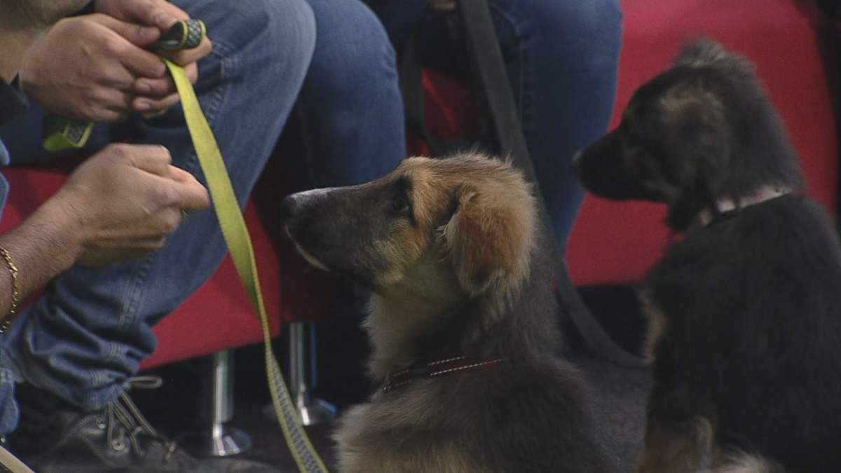 Bailey joined Global News Morning for the latest edition of Adopt A Pal.
