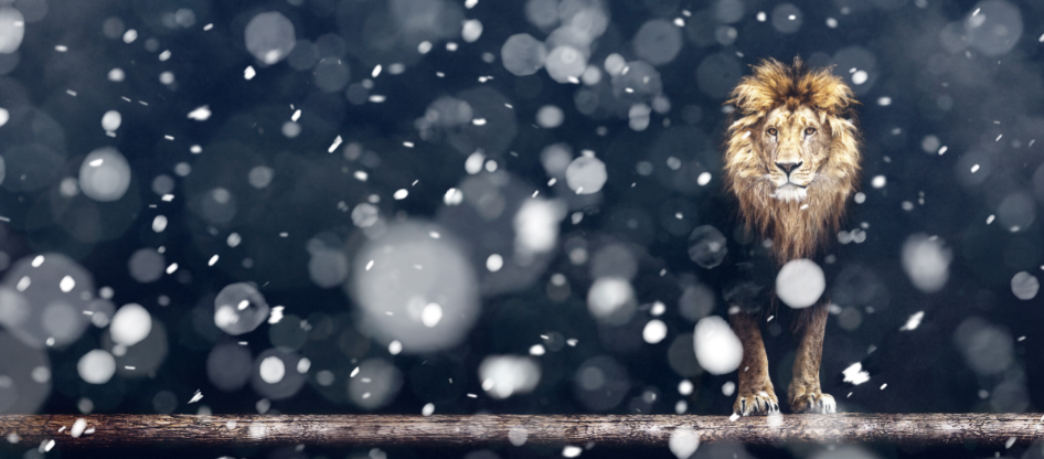 The Lion, the Witch and the Wardrobe – ATP - image