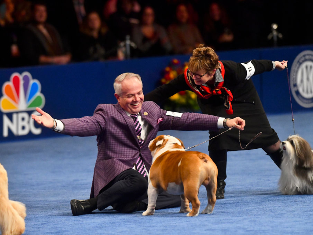 Thor the Bulldog just made National Dog Show’s ‘Best in Show’ history