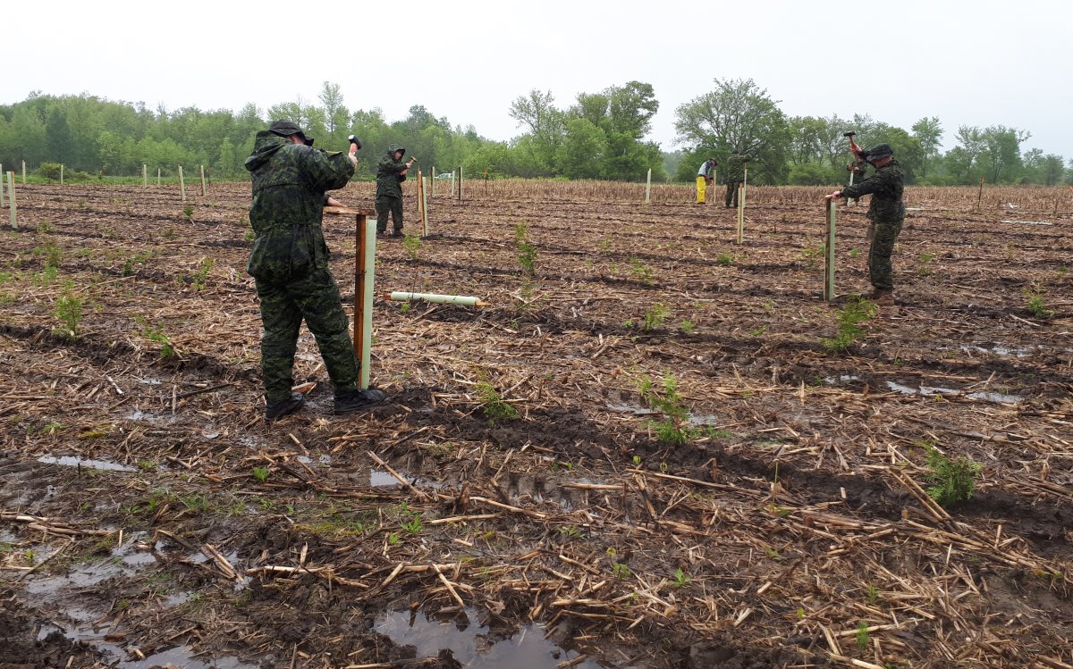 Members of the Hastings and Prince Edward Regiment plant trees at Murray Marsh Natural Habitat Area.