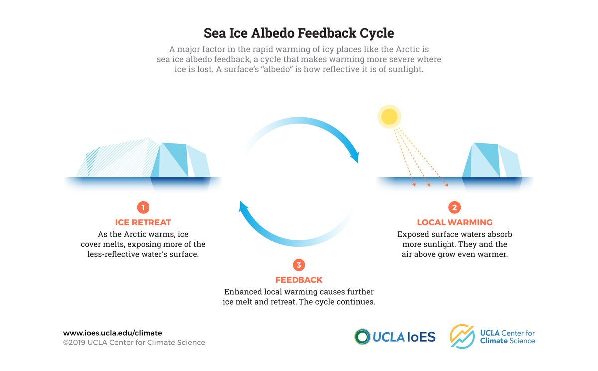 Arctic to be ‘functionally icefree’ in the next 50 years, study says