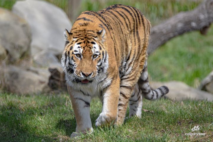 Calgary Zoo euthanizes tiger suffering ovarian cancer: ‘An extremely difficult goodbye’ - image