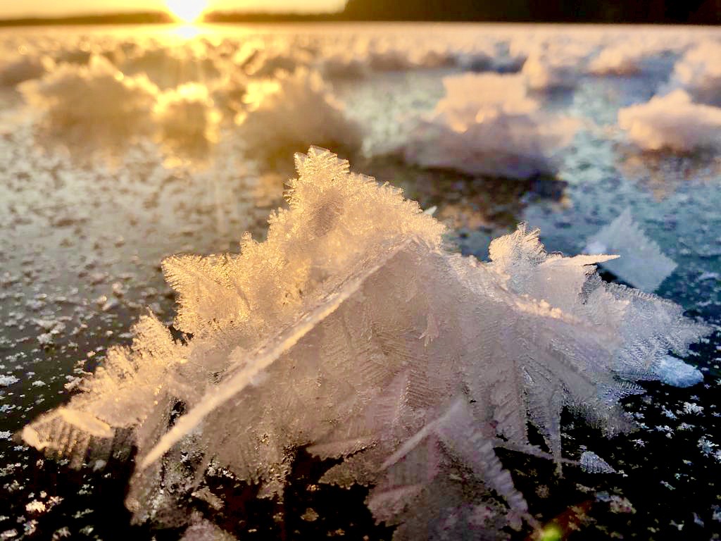 Rare frost flowers have been spotted across B.C. Here’s how they are ...