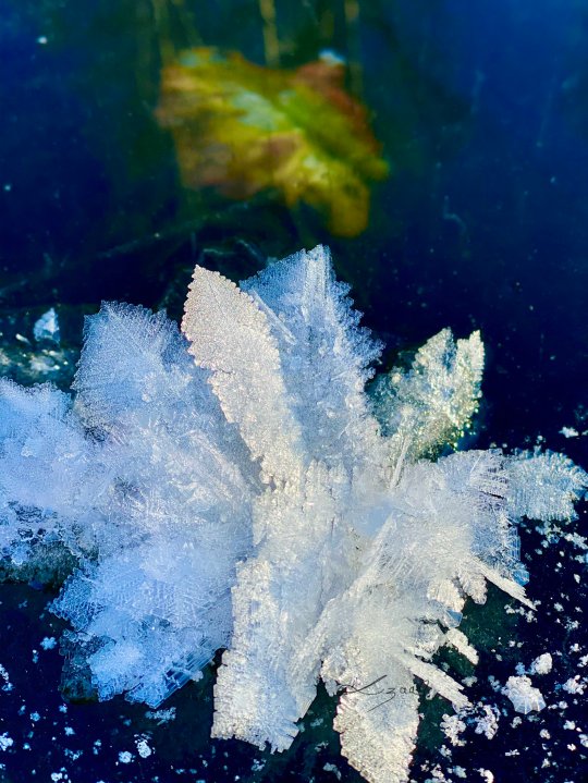 Rare frost flowers have been spotted across B.C. Here’s how they are