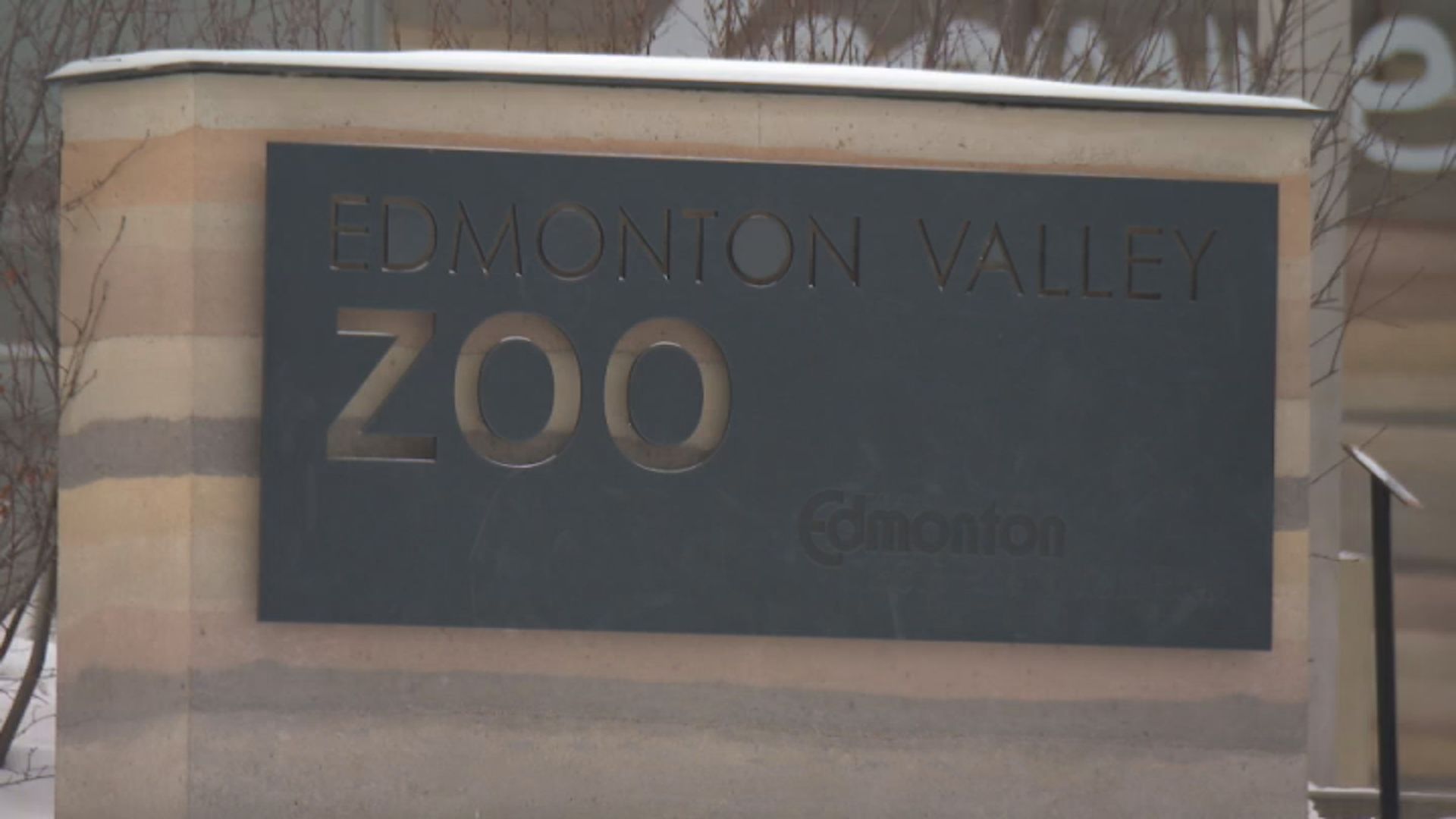 Edmonton zoo employee taken to hospital after bite from non-venomous python – Edmonton | 24CA News