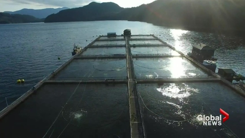 A B.C. fish farm is seen in this undated file photo. 