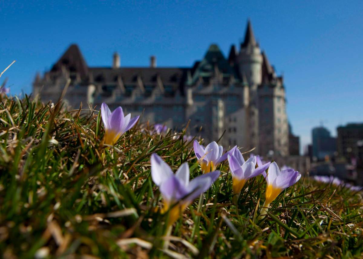 The Chateau Laurier hotel is seen as purple crocus flowers bloom on the lawn of the east bloc of Parliament Hill on March 17, 2010.