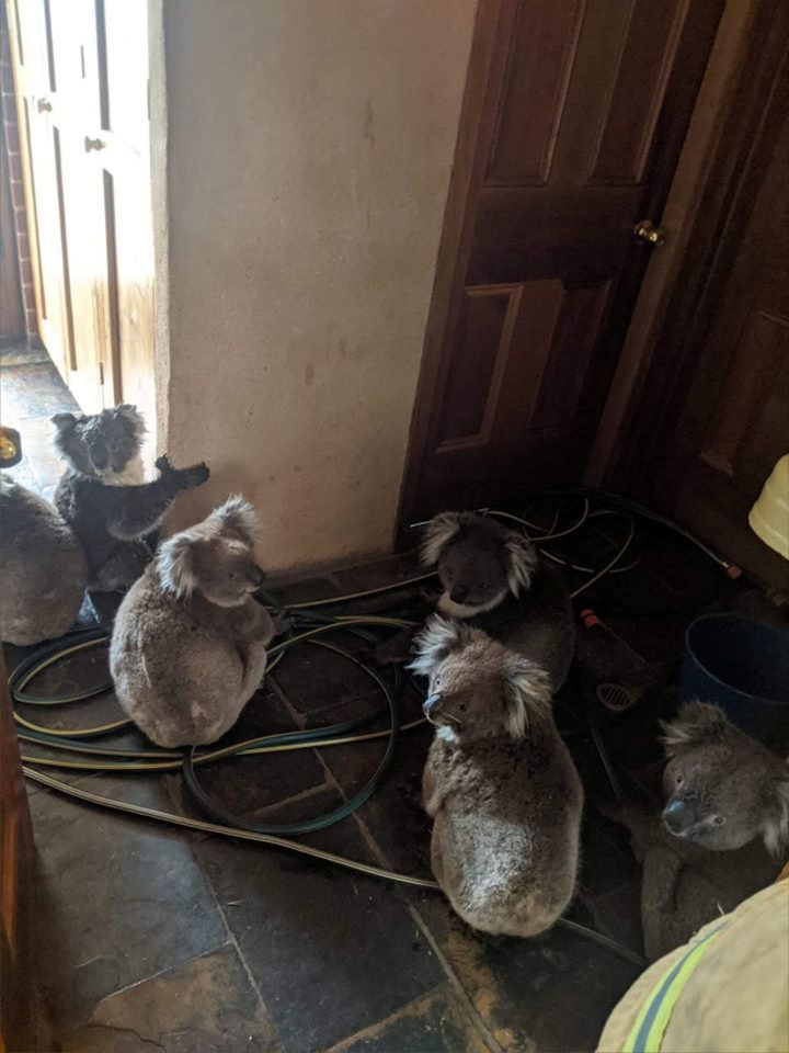 Six koalas sit indoors in Cudlee Creek, Australia Dec. 20, 2019 in this picture obtained from social media.
