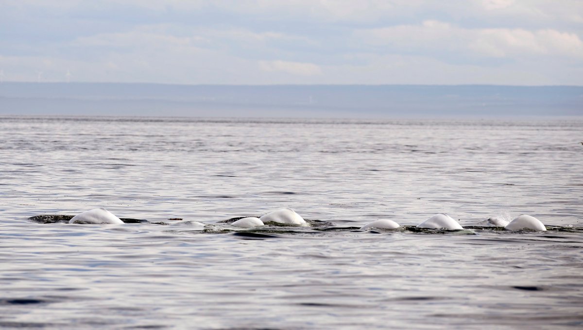 Beluga whales swim in front of Tadoussac Que. Aug. 15, 2014. 