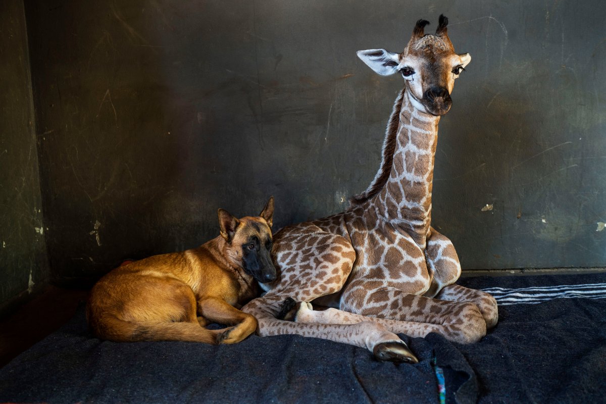 In this Friday Nov 22, 2019 file photo, Hunter, a young Belgian Malinois, keeps an eye on Jazz, a nine-day-old giraffe at the Rhino orphanage in the Limpopo province of South Africa.