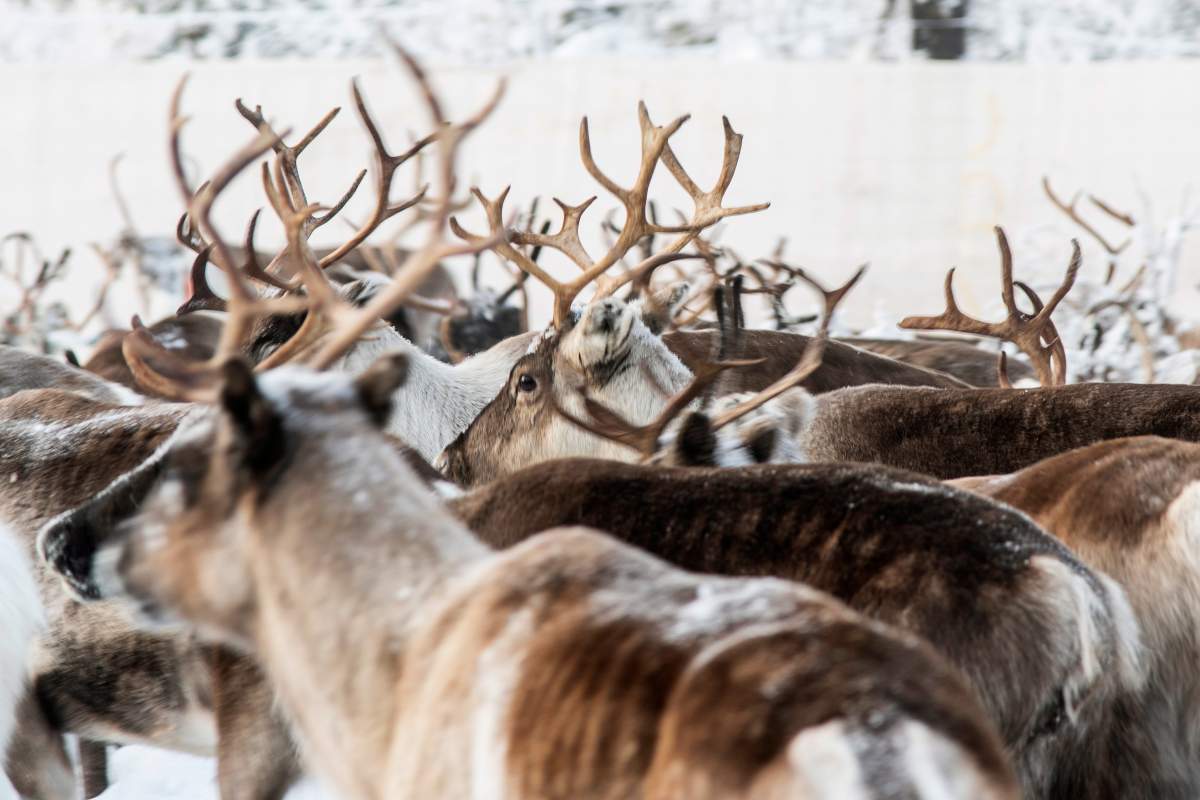 In this Nov. 26, 2019 photo, Reindeer in a temporary corral in Rakten, outside of Jokkmokk, before being transported to winter pastures.