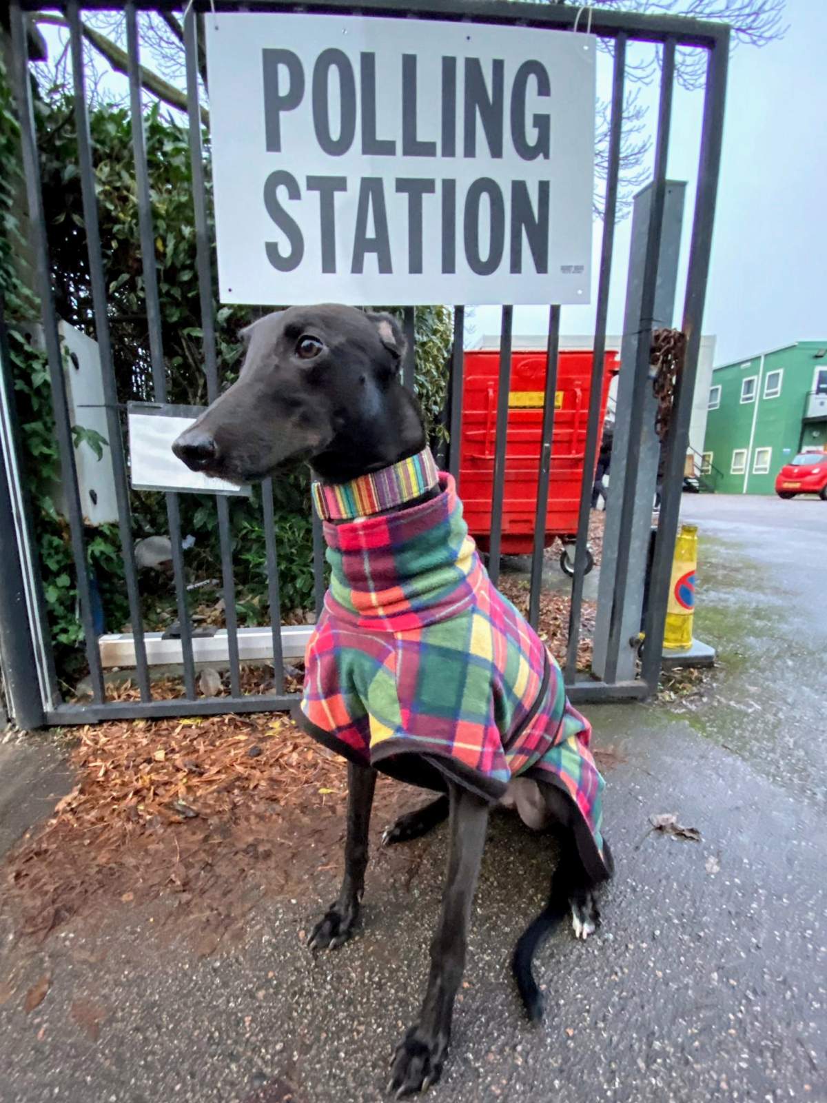 In this image posted on Twitter dog Mac, a racing greyhound, at a polling station Thursday Dec. 12, 2019. Dogs and British people go out in the winter to vote, at various places during Britain’s general election Thursday.