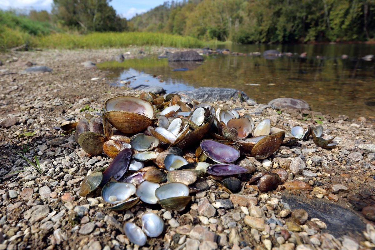 Scientists investigating mass freshwater mussel deaths in Virginia