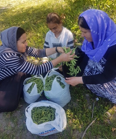 Yazidi refugees sort vegetables in a handout photo. Hundreds of other Yazidi refugees, harvested more than 9,000 kilograms of produce this year as part of a special farming project in Manitoba. The food was given to refugee families and leftovers were sold at farmers markets or given to food banks. THE CANADIAN PRESS/HO-Michel Aziza MANDATORY CREDIT.