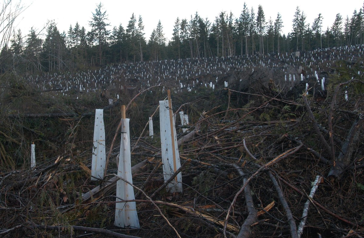 Protective wrap surrounds seedlings newly planted on a clearcut hillside along Highway 14 on the west coast of Vancouver Island in the Western Forest Products Jordan River Managed Forest area. The  wrap helps to protect and nurture the seedlings.