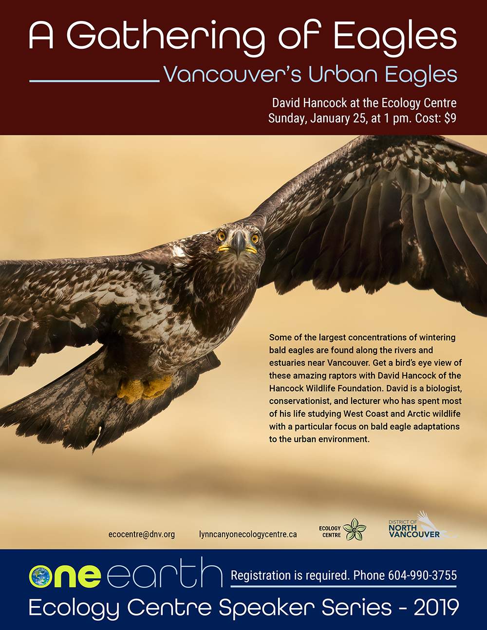 A Gathering of Eagles – Vancouver’s Urban Eagles - image