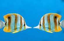 Sealed with a fish – Valentine’s 3-course meal at the Vancouver Aquarium. - image